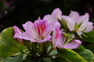 花卉篇 芳菲流年，静驻时光