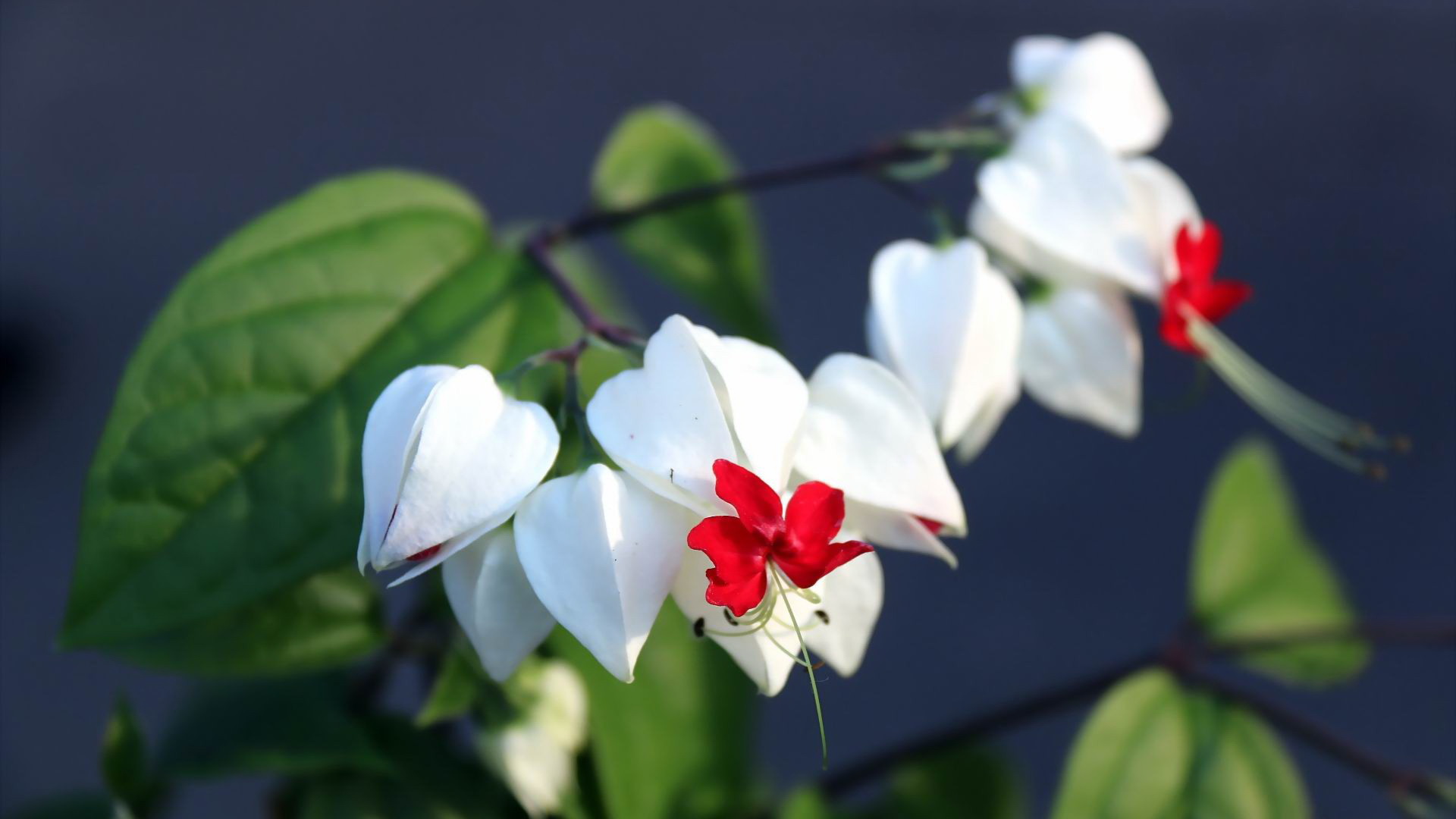 龙吐珠花桌面壁纸 白瓣红芯的诗意绽放