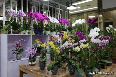 京城花事新地标 北京亮马花艺馆盛大开业，邀您共赴繁花之约